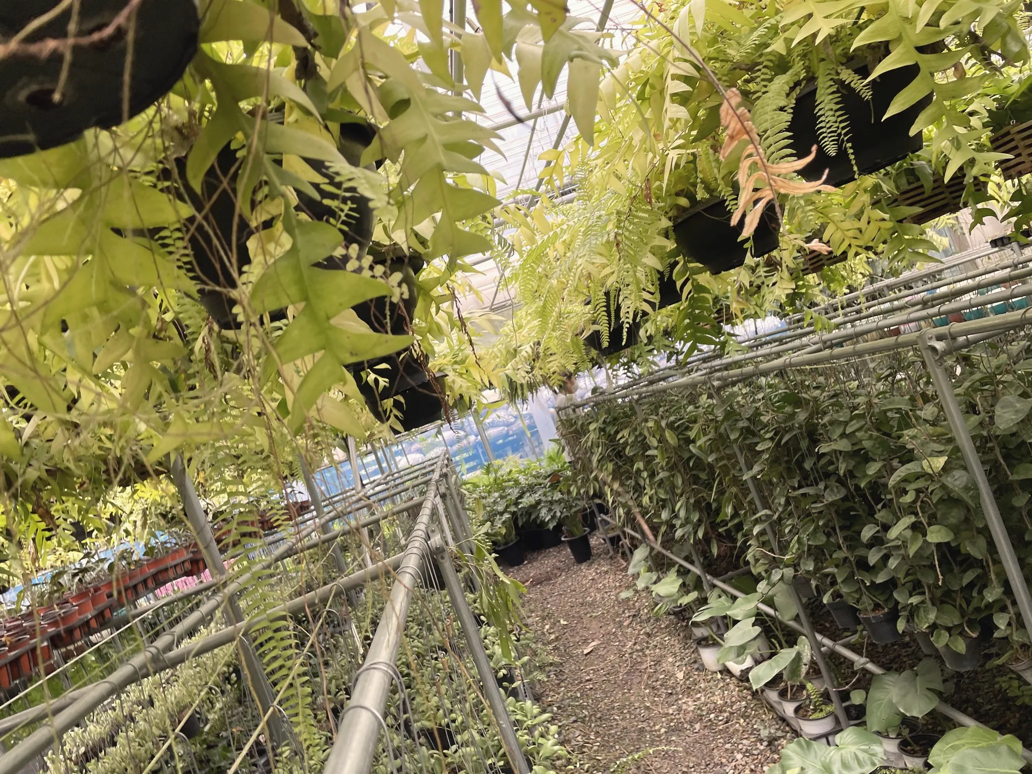 An aisle inside a plant nursery
