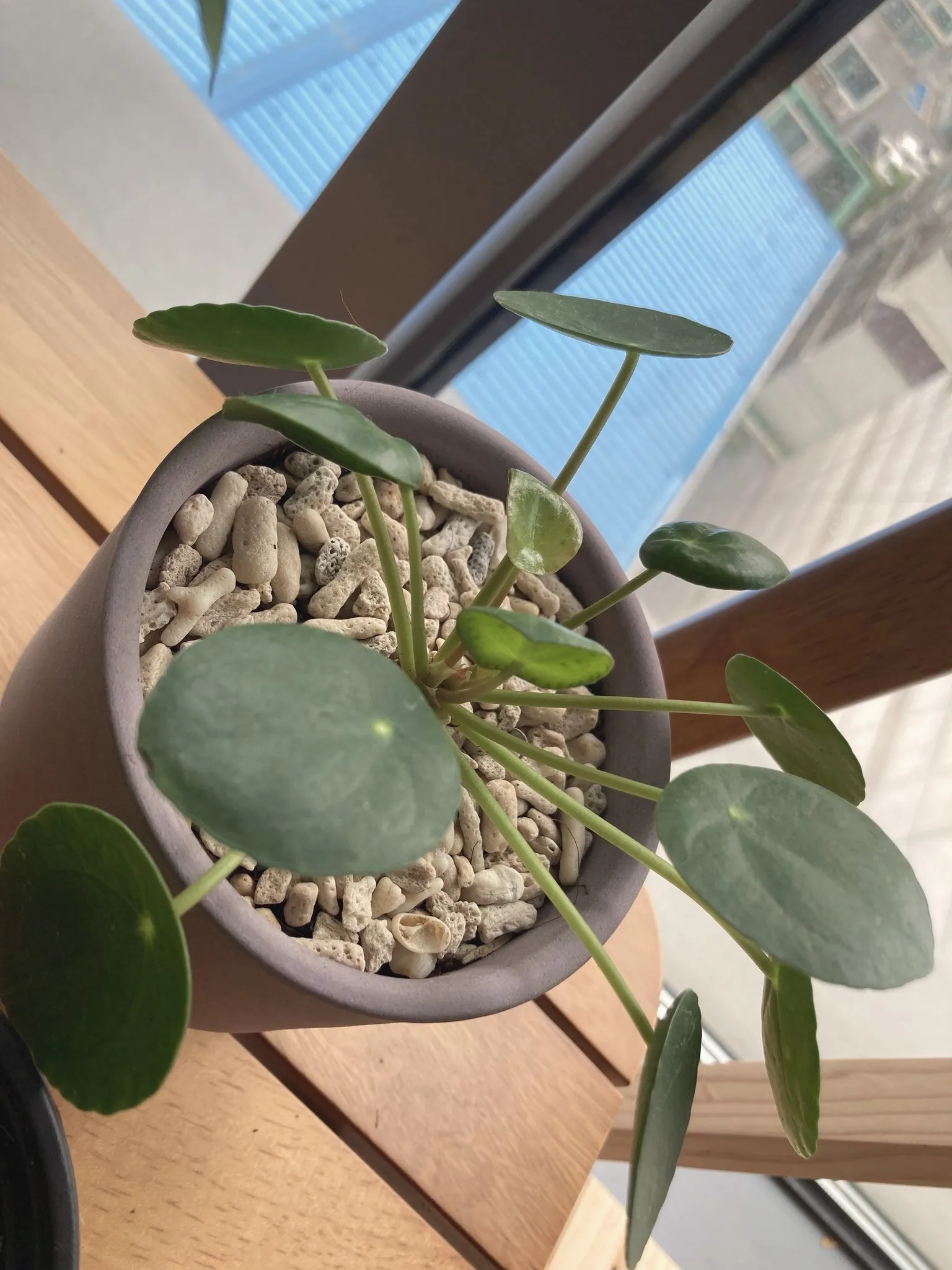 A potted plant on a wooden slatted table
